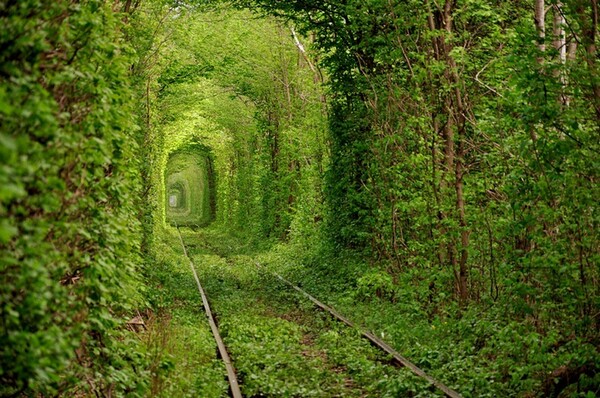 用树木搭建爱的隧道 来自乌克兰