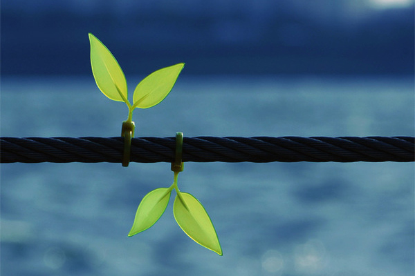 绿叶电线整理带