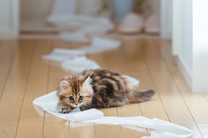 小猫黛西(二) 小猫黛西(二)