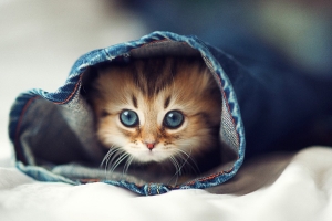 小猫黛西(三) 小猫黛西(三)