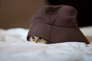 小猫黛西(四) 小猫黛西(四)