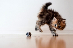 小猫黛西(七) 小猫黛西(七)