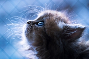 小猫黛西(十一) 小猫黛西(十一)