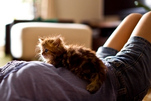 小猫黛西(十二) 小猫黛西(十二)