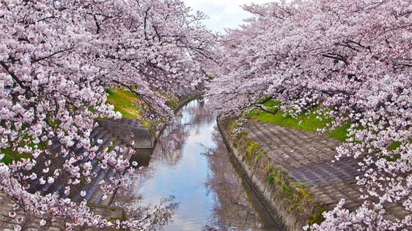 来自世界各地的樱花胜景（七）