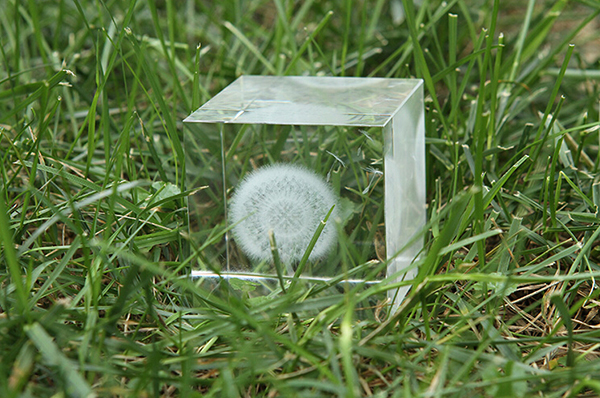 蒲公英水晶立方体